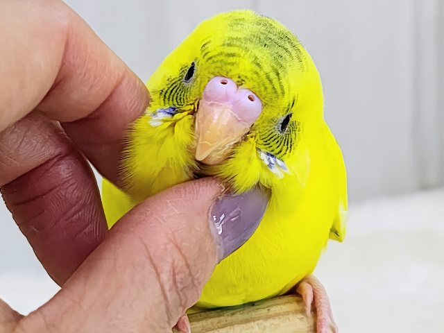 ベタなれ✨触れ合いさせてくれるよ〜♪セキセイインコのヒナ(黄・ハルクイン)入荷しました❤️