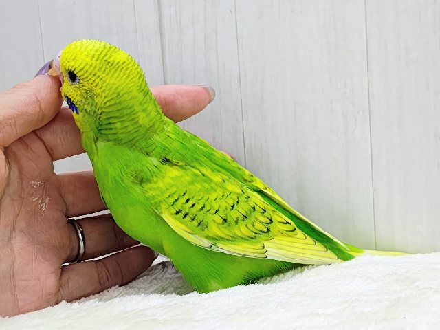 セキセイインコ