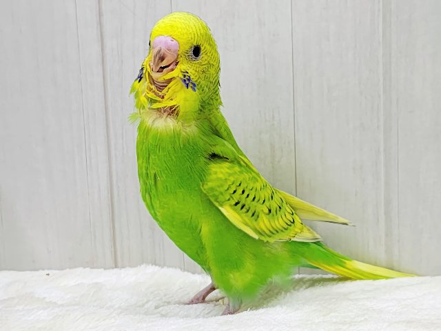 セキセイインコ