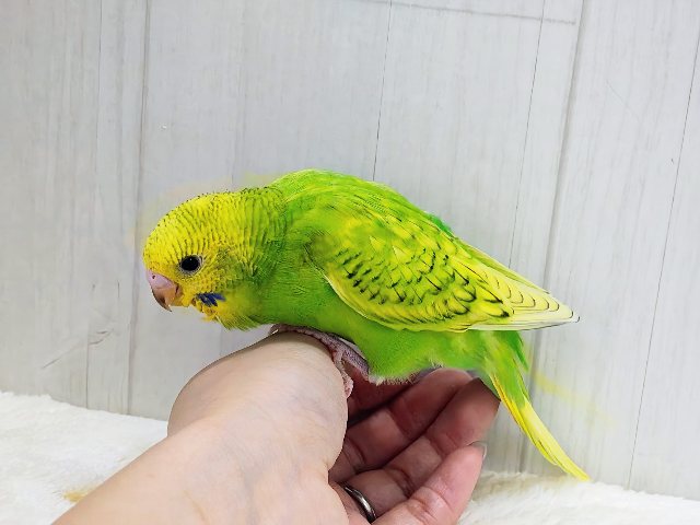 セキセイインコ