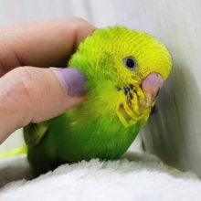 ほわわーん♡実は構ってちゃん✨セキセイインコのヒナ(グリーンスパングル)入荷しました❤️