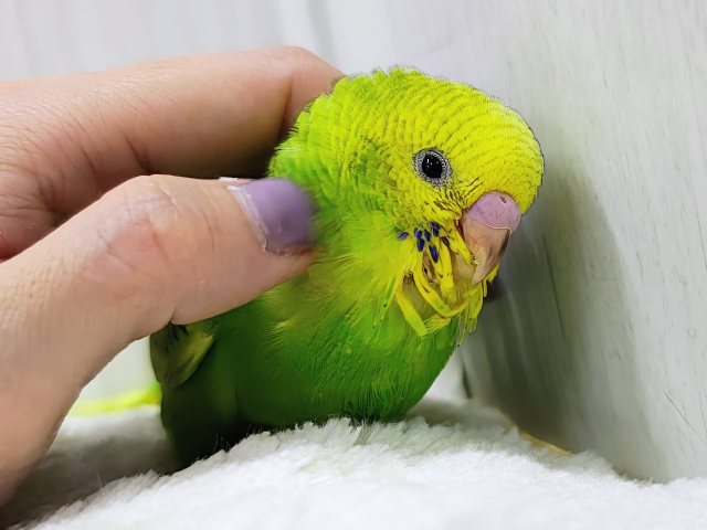 ほわわーん♡実は構ってちゃん✨セキセイインコのヒナ(グリーンスパングル)入荷しました❤️