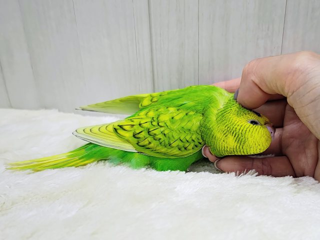 セキセイインコ