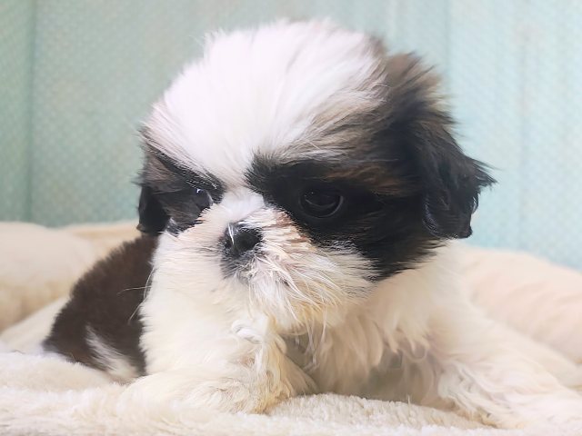 可愛すぎてとろける〜🫠💗シーズーの男の子入荷しました❤️