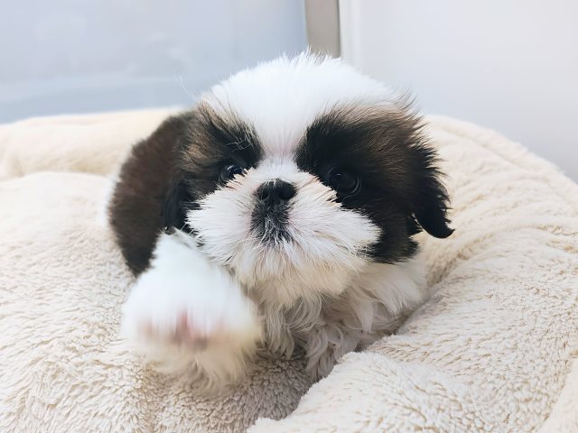 シーズー