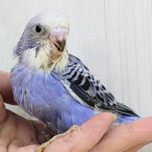 深みのあるブルー系でカッコ可愛く💓‪セキセイインコのヒナ(バイオレットオパーリン)入荷しました❤️