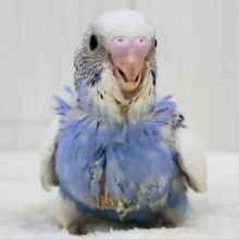 テチテチ💙ペンギンが通りますよ〜🐧✨セキセイインコのヒナ(ブルーパイド)入荷しました❤️