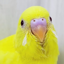 完熟バナナの常夏フルーツ💛セキセイインコのヒナ(ルチノー)入荷しました❤️