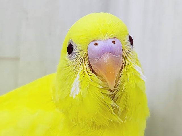 完熟バナナの常夏フルーツ💛セキセイインコのヒナ(ルチノー)入荷しま
