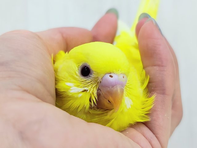 完熟バナナの常夏フルーツ💛セキセイインコのヒナ(ルチノー)入荷しま