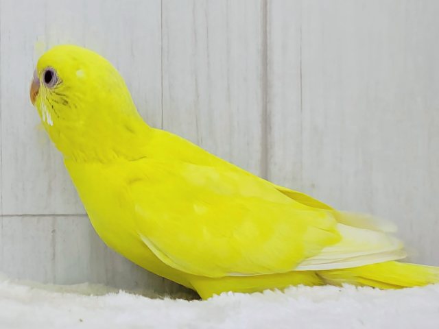 完熟バナナの常夏フルーツ💛セキセイインコのヒナ(ルチノー)入荷しま
