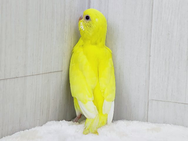 完熟バナナの常夏フルーツ💛セキセイインコのヒナ(ルチノー)入荷しま