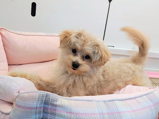 ポメプー