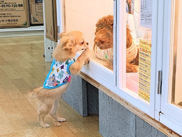 チワワ