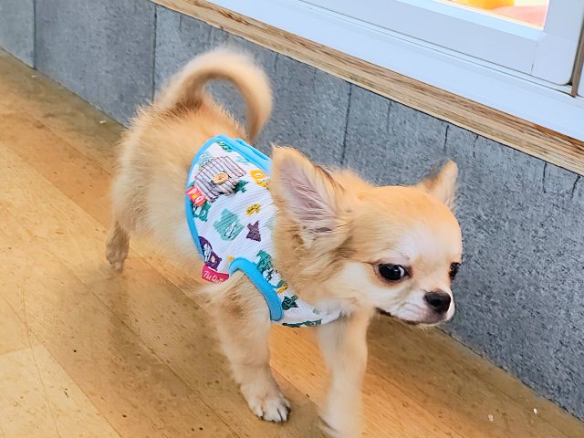 チワワ