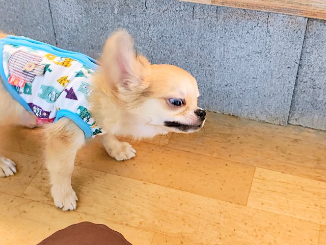 チワワ
