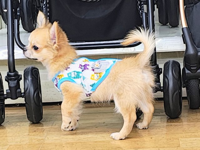 チワワ