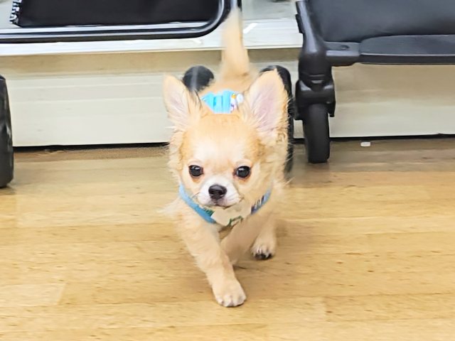 チワワ