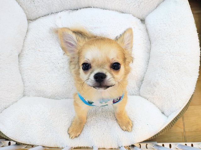 チワワ