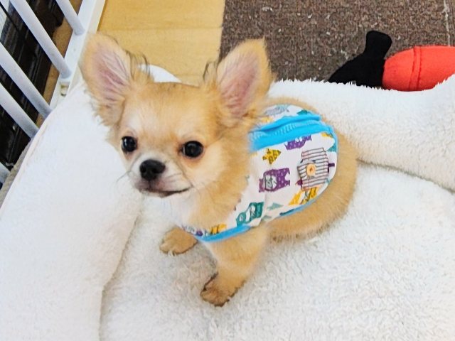 チワワ