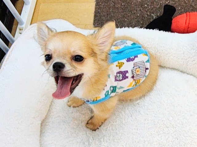 チワワ