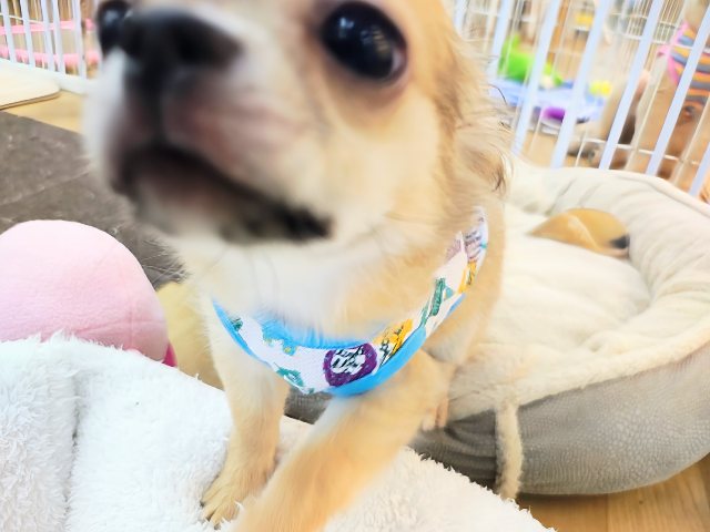 チワワ