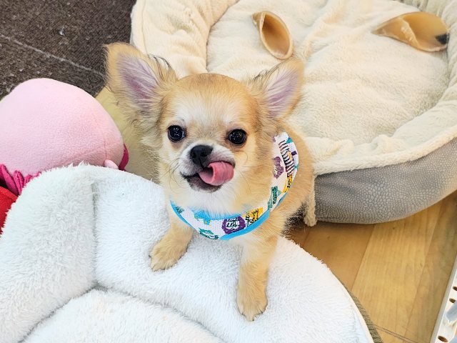 チワワ