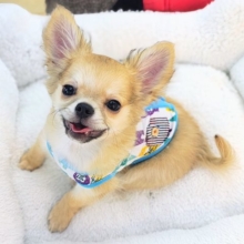 最新画像更新✨尻尾お尻ぶんぶんぷりぷり～✨元気いっぱいチワワの男の子入荷いたしました❤️