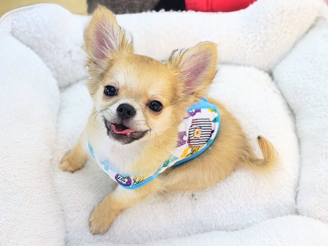 最新画像更新✨尻尾お尻ぶんぶんぷりぷり～✨元気いっぱいチワワの男の子入荷いたしました❤️
