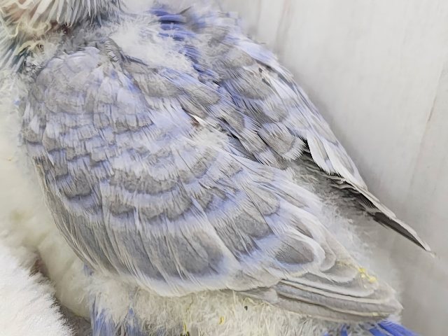 セキセイインコ