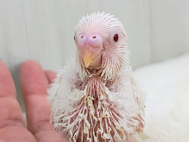 画像更新☆マシュマロ苺ソースがけ〜セキセイインコのヒナ(アルビノ)入荷しました❤️ セキセイインコ