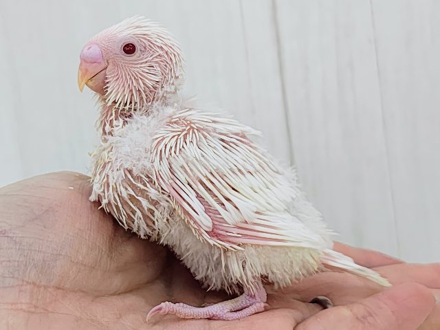 画像更新☆マシュマロ苺ソースがけ〜セキセイインコのヒナ(アルビノ)入荷しました❤️ セキセイインコ