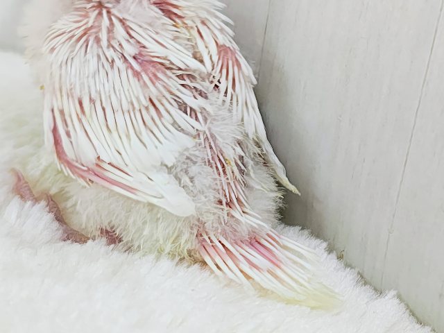画像更新☆マシュマロ苺ソースがけ〜セキセイインコのヒナ(アルビノ)入荷しました❤️ セキセイインコ