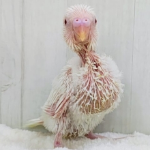 マシュマロ苺ソースがけ〜セキセイインコのヒナ(アルビノ)入荷しました❤️