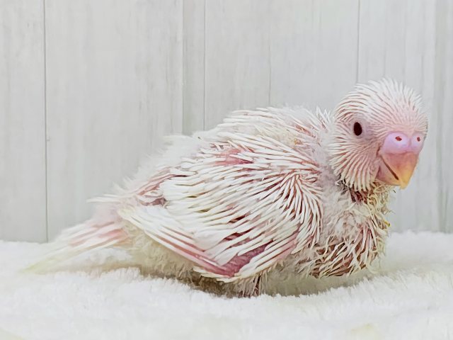 画像更新☆マシュマロ苺ソースがけ〜セキセイインコのヒナ(アルビノ)入荷しました❤️ セキセイインコ