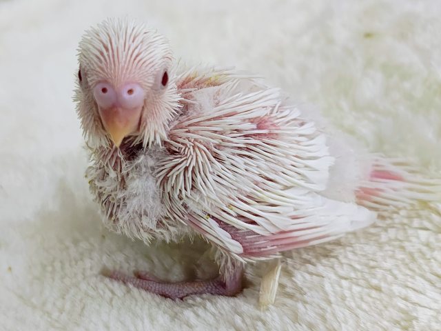 画像更新☆マシュマロ苺ソースがけ〜セキセイインコのヒナ(アルビノ)入荷しました❤️ セキセイインコ