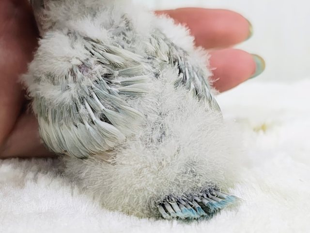 ボタンインコ