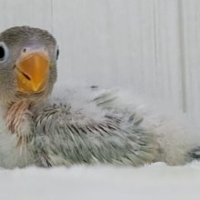 レア‪💕︎︎中々入荷しないですよ〜⚠ボタンインコのヒナ(ホワイト)入荷しました❤️