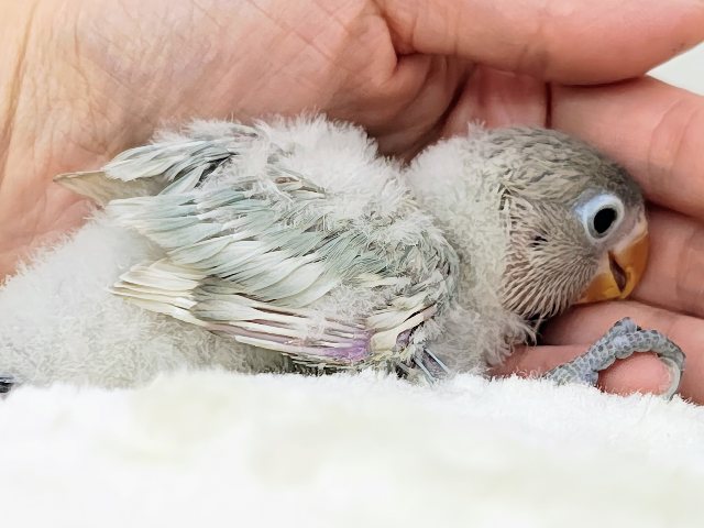 ボタンインコ