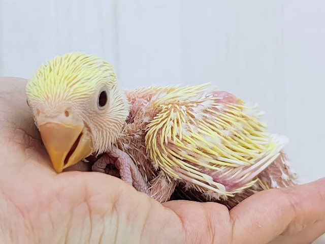 コザクラインコ（小桜インコ）