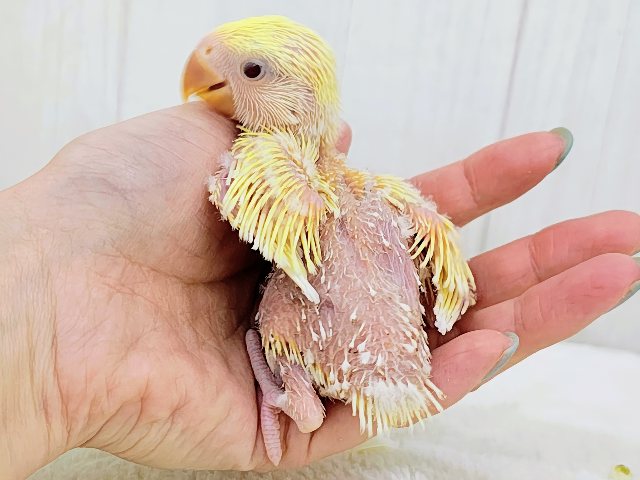コザクラインコ（小桜インコ）
