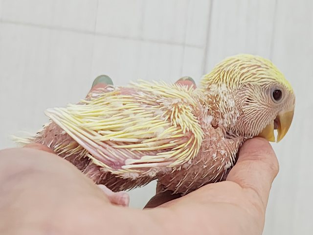 コザクラインコ（小桜インコ）