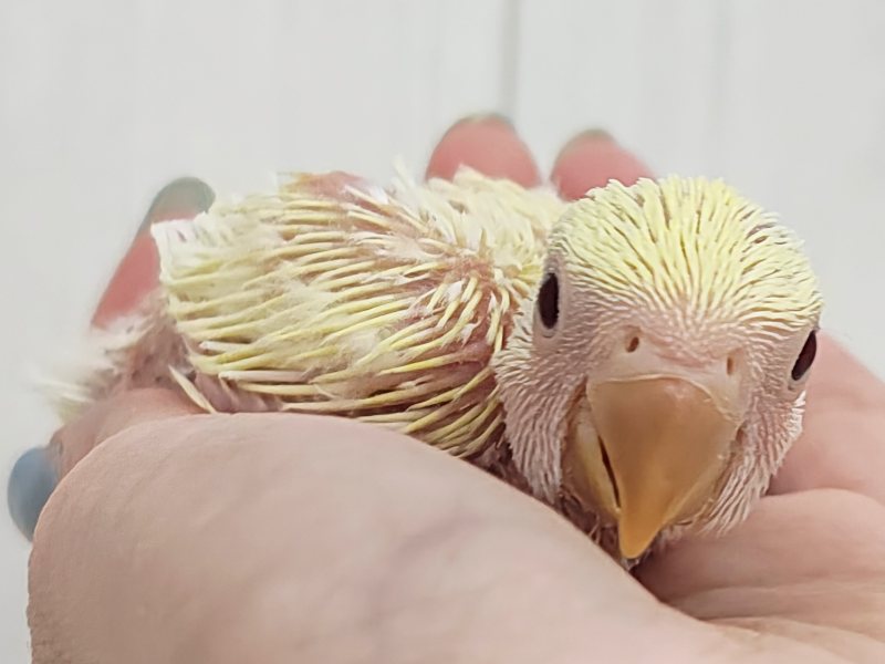 コザクラインコ（小桜インコ）