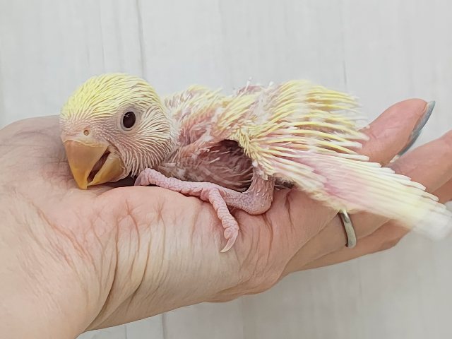コザクラインコ（小桜インコ）