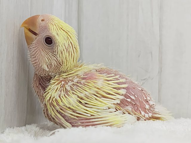 コザクラインコ（小桜インコ）