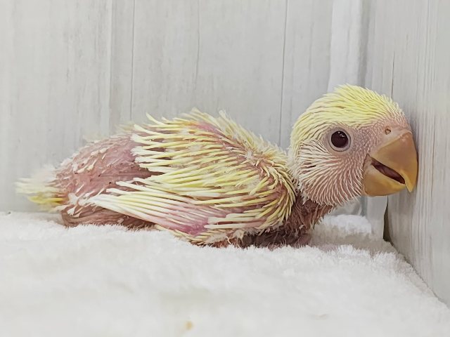 コザクラインコ（小桜インコ）