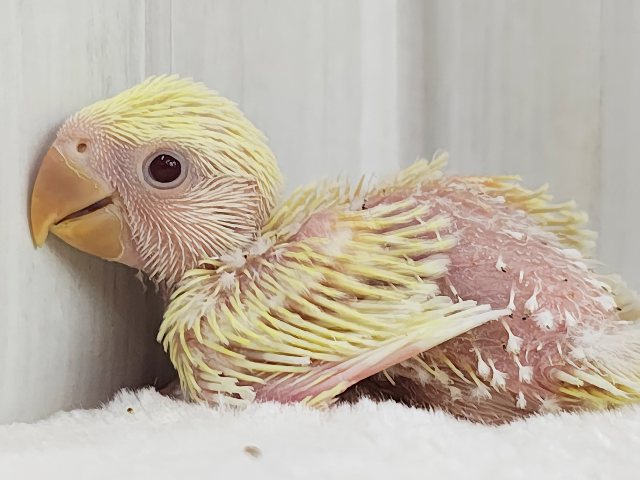 コザクラインコ（小桜インコ）