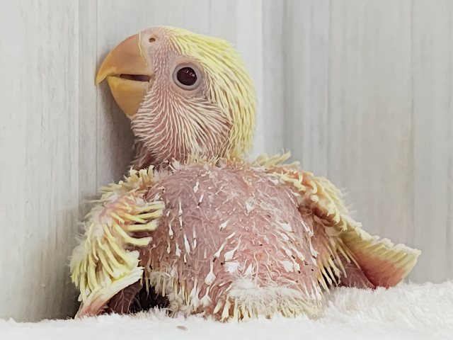 コザクラインコ（小桜インコ）