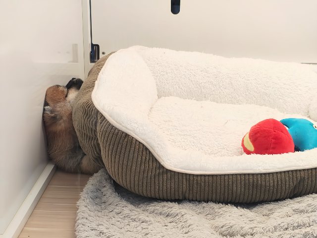 ポメ柴