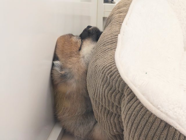ポメ柴